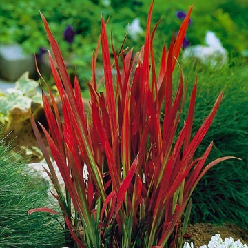 Imperata cylindrica Red Baron - Japán vérfű