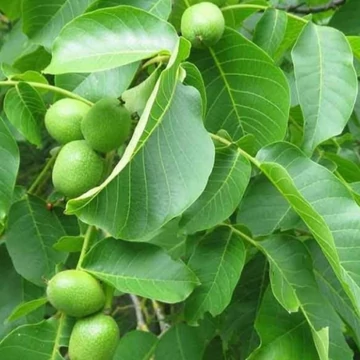 Juglans regia Lara - Lara dió