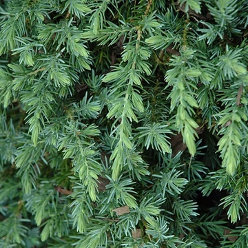 Juniperus conferta Blue Pacific - Törzsre oltott Kék fövenyboróka