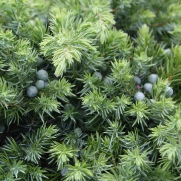 Juniperus conferta Schlager - Törzsre oltott terülő fövenyboróka