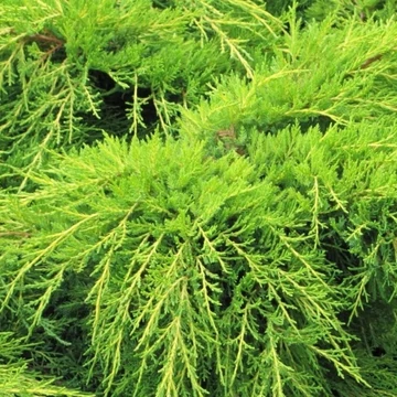 Juniperus Old Gold - Óarany terülő Boróka