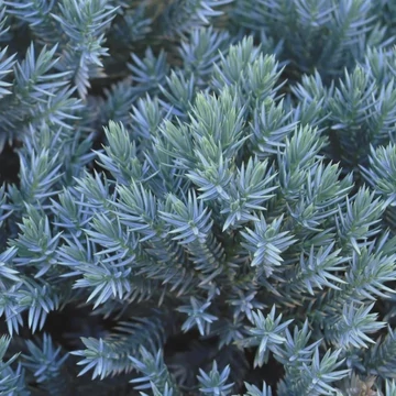 Juniperus squamata Blue Star - Kék törpe terülő himalájai boróka