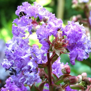 Lagerstroemia indica Apalachee - Kínai selyemmirtusz fa