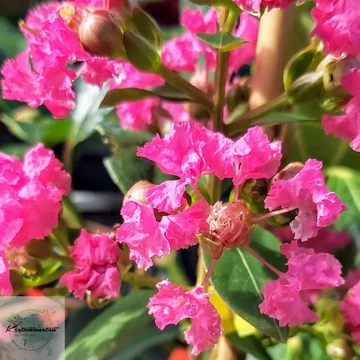 Lagerstroemia indica Coccinea- Kínai selyemmirtusz fa
