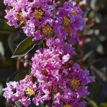 Lagerstroemia indica Black Diamand Levander Lace - Bordó levelű kínai selyemmirtusz fa