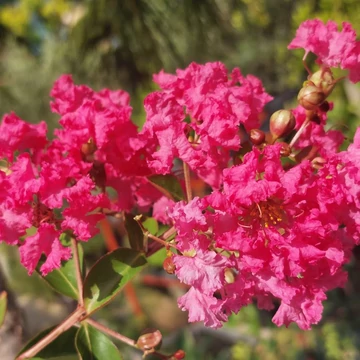 Lagerstroemia indica  Pink watermelon - Kínai selyemmirtusz