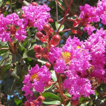 Lagerstroemia indica Zuni- Kínai selyemmirtusz