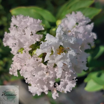 Lagerstroemia indica With Love Babe - Törpe kínai selyemmirtusz 
