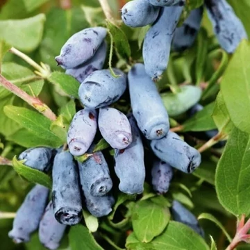 Lonicera kamtschatica Duet - Kamcsatkai mézbogyó