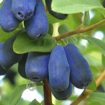 Lonicera kamtschatica Sinoglasca - Kamcsatkai mézbogyó