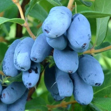 Lonicera kamtschatica Wojtek - Kamcsatkai mézbogyó