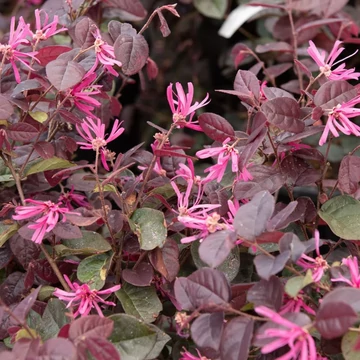 Loropetalum chinensis  - Kínai rojtosvirág