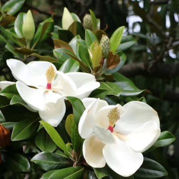 Magnolia grandiflora Goliath - Örökzöld magnólia (Liliomfa)