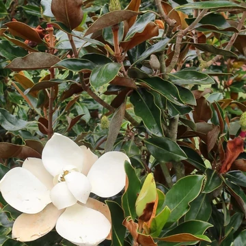 Magnolia grandiflora Little Gem - Törpe örökzöld magnólia (Törpe liliomfa)