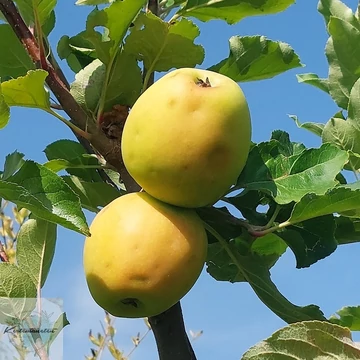 Malus domestica Húsvéti Rozmaring - Húsvéti Rozmaring alma