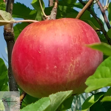Malus domestica Idared - Idared alma