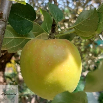 Malus domestica Jonagold - Jonagold alma