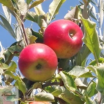 Malus domestica Jonathan M41 - Jonathan M41 alma