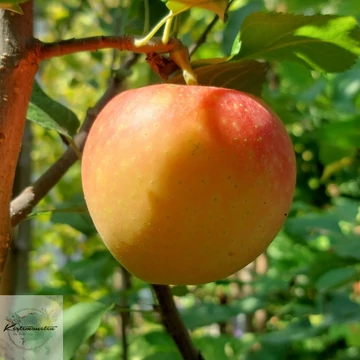 Malus domestica Regal Prince - Regal Prince alma