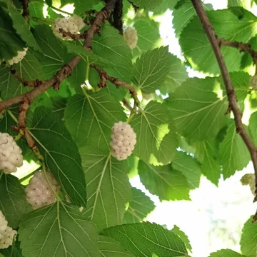 Morus alba - Fehér eperfa