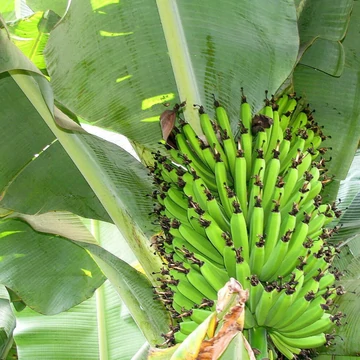Musa  sikkimensis Helen 's hybride - Termő banán