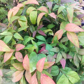 Nandina domestica Blush Pink - Japán szentfa