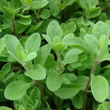 Origanum majorana - Majoránna