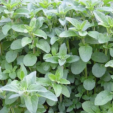 Origanum vulgare - Oregánó (Szurokfű)