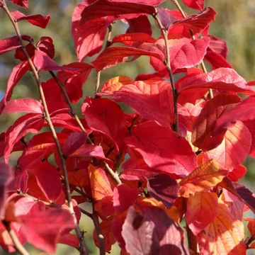 Parrotia persica Vanessa - Oszlopos perzsafa