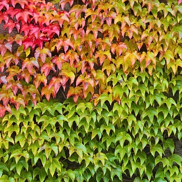 Parthenocissus trycuspidata Veitchii - Repkény vadszőlő