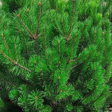 Pinus leucodermis Compact Gem - Törpe páncélfenyő