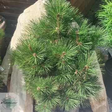 Pinus leucodermis Malinki - Törpe páncélfenyő