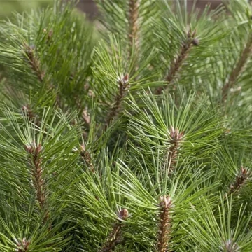 Pinus nigra Brepo - Törzses, törpe gömb feketefenyő