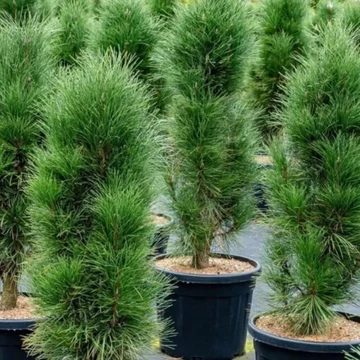 Pinus nigra Green Tower - Oszlopos fekete fenyő