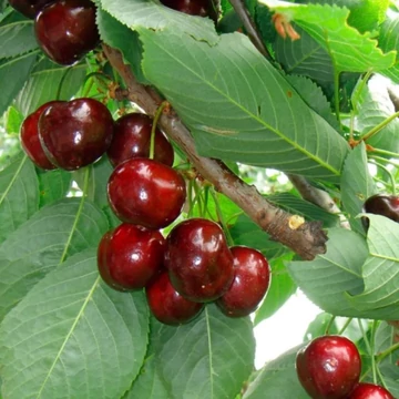 Prunus avium Hedelfingeni óriás - Hedelfingeni óriás cseresznye
