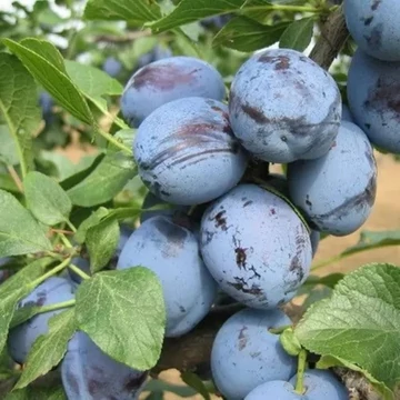 Prunus domestica Cacanska Lepotica - Cacanska Lepotika szilva