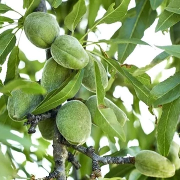Prunus dulcis Supernova - Supernova mandula