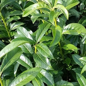 Prunus laurocerasus Genolia - Oszlopos Babérmeggy