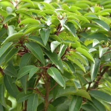 Prunus lusitanica Angustifolia - Prortugál Babérmeggy