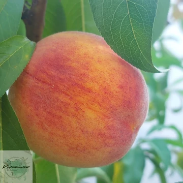 Prunus persica Padana - Padana őszibarack