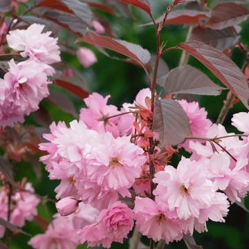 Prunus serrulata Royal Burgundy - Vörös levelű japán díszcseresznye