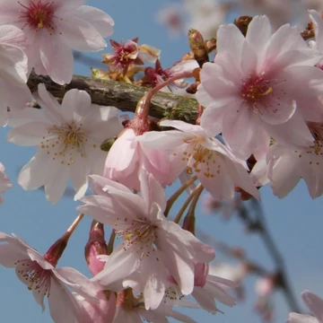 Prunus x subhirtella Autumnalis - Díszcseresznye