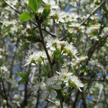 Prunus x eminens Umbraculifera Globosa - Gömb koronályú csepleszmeggy