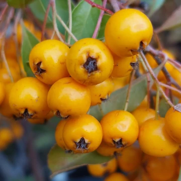 Pyracantha coccinea Golden Charmer - Tűztövis
