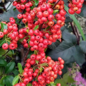 Pyracantha coccinea Red Column - Tűztövis