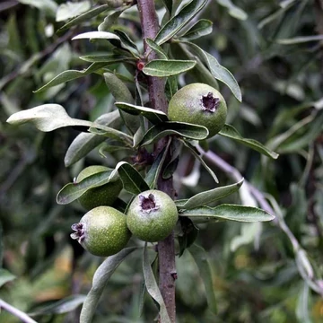 Pyrus salicifolia Pendula - Fűzlevelű csüngő díszkörte