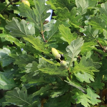 Quercus robur Fastigiata - Oszlopos tölgy
