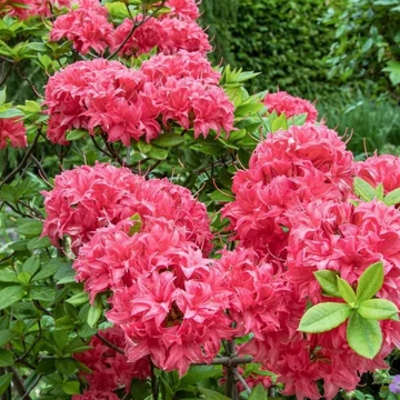 Rhododendron luteum Homebush- Havasszépe (törzsre nevelt változat)