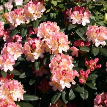 Rhododendron Percy Wiseman - Örökzöld havasszépe