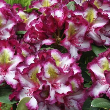 Rhododendron Pushy Purple - Örökzöld Havasszépe